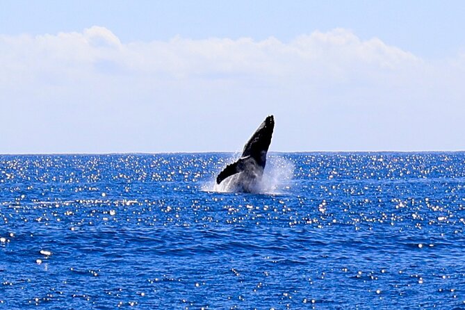 Oahu Whale Watch Tour & Waikiki Sunset Boat Tour - A smaller boat and a more personal feel