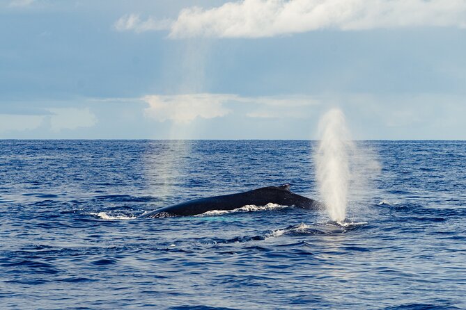 Oahu Whale Watch Tour & Waikiki Sunset Boat Tour - Is $80 a fair price?