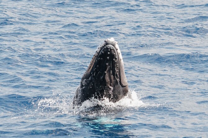 Oahu Whale Watch Tour & Waikiki Sunset Boat Tour - Booking, cancellation, and practical planning