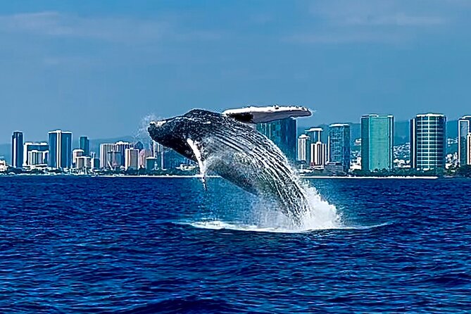 Oahu Whale Watch Tour & Waikiki Sunset Boat Tour - How the two-and-a-half-hour whale watch unfolds