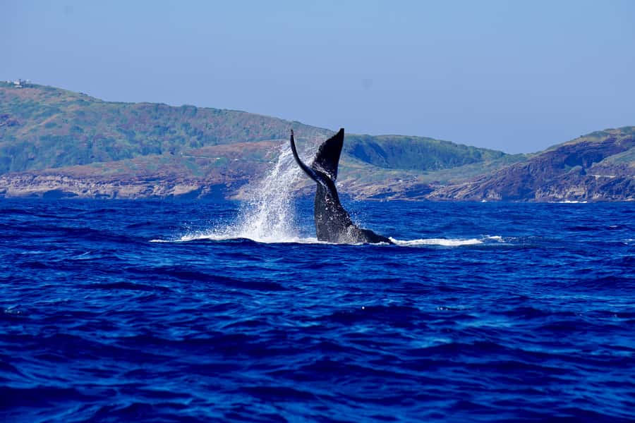 Oahu: Whale Watching Cruise Whales Guaranteed - Humpbacks, sunset, and Oahu from the water