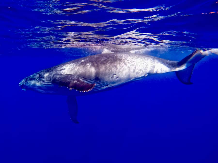 Oahu: Whale Watching Cruise Whales Guaranteed - The first 45 minutes near Waikiki Beach