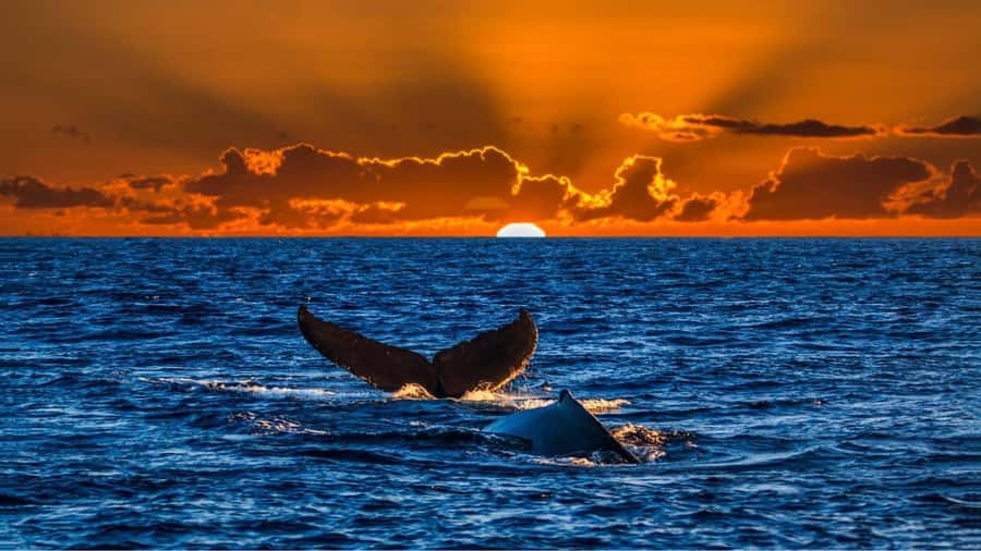 Oahu: Whale Watching Cruise Whales Guaranteed - Leaving from Kewalo Basin Boat Harbor