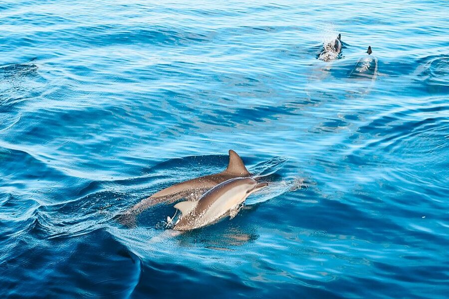 Oahu: Wild Dolphins Swim Turtle Snorkel Tour & Waterslide - Key points to know before you book