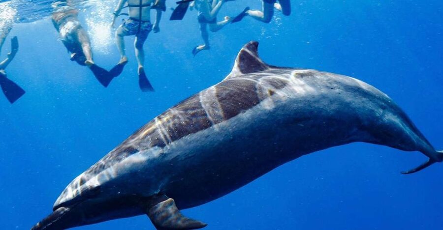 Oahu: Wild Dolphins Swim Turtle Snorkel Tour & Waterslide - A fast morning toward Oahu’s western coast