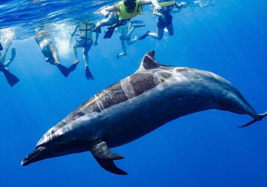 Oahu: Wild Dolphins Swim Turtle Snorkel Tour & Waterslide - Makaha snorkeling brings turtles and reef fish