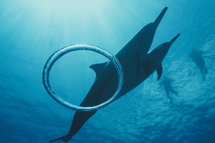 Oahu: Wild Dolphins Swim Turtle Snorkel Tour & Waterslide - The waterslide changes the mood