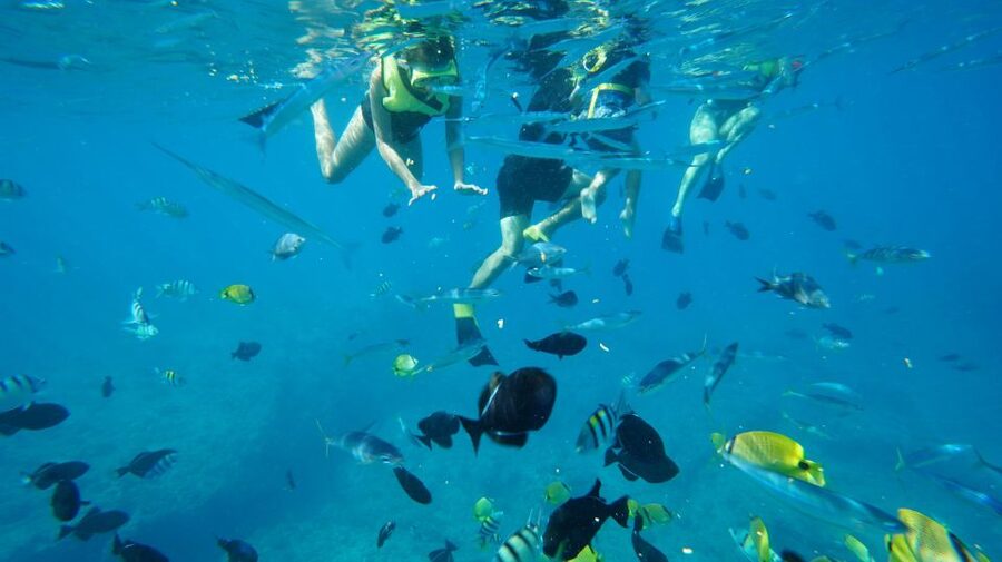 Oahu: Wild Dolphins Swim Turtle Snorkel Tour & Waterslide - Food, drinks, and useful onboard comforts
