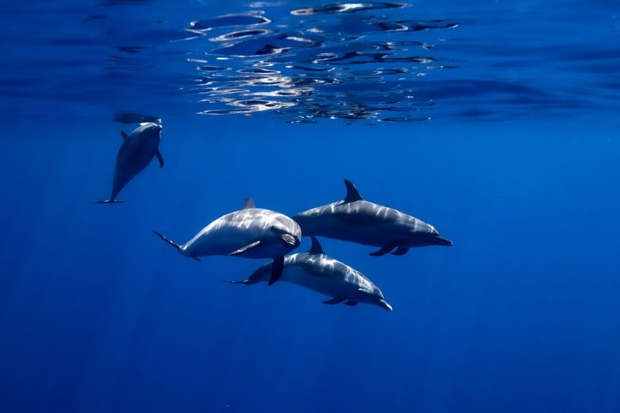 Oahu: Wild Dolphins Swim Turtle Snorkel Tour & Waterslide - Who will enjoy this trip most
