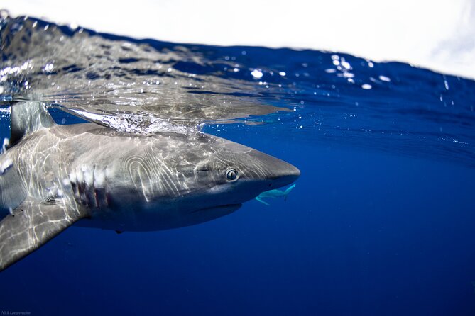 Open Water Shark Dive - Entering the water with the safety diver first