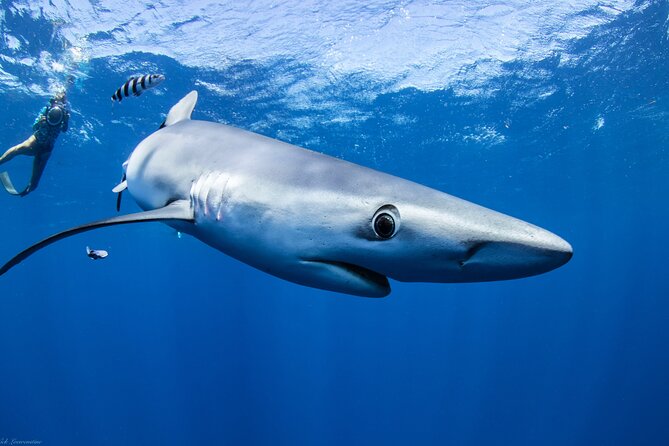 Open Water Shark Dive - How the two-hour schedule works