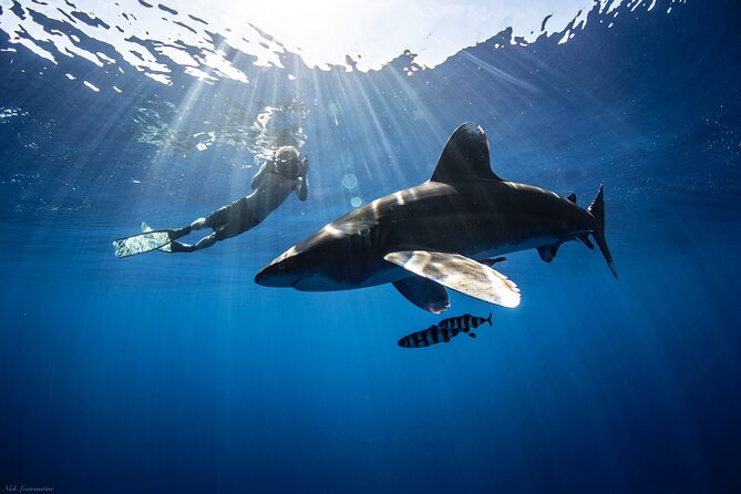Open Water Shark Dive - The shark briefing changes how you see the water