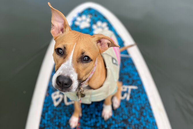 Paddle Board North Shore with Rescue Dogs - Why this paddle feels different from a normal SUP lesson