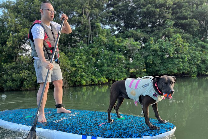 Paddle Board North Shore with Rescue Dogs - The short lesson that makes beginners feel ready
