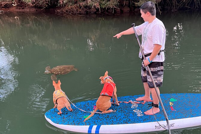 Paddle Board North Shore with Rescue Dogs - One hour on the Haleiwa River
