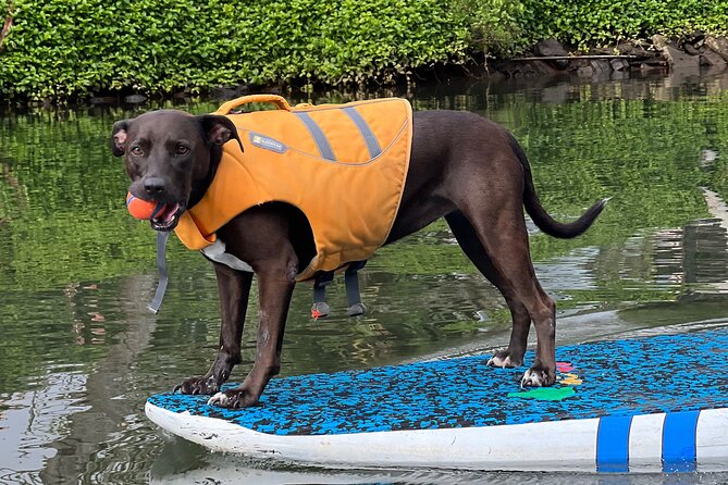Paddle Board North Shore with Rescue Dogs - When the rescue dogs join your board