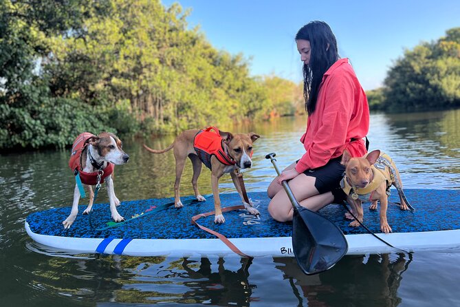 Paddle Board North Shore with Rescue Dogs - Photos, videos, and the value of hands-free memories