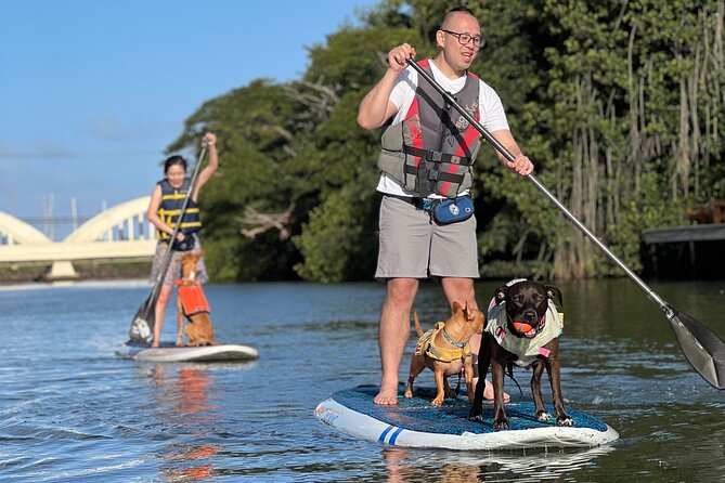 Paddle Board North Shore with Rescue Dogs - Returning to the beach after the paddle