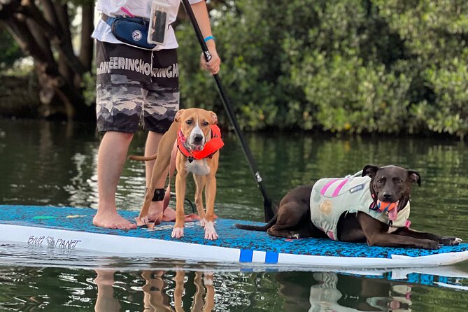 Paddle Board North Shore with Rescue Dogs - Is $150 per person a fair price?