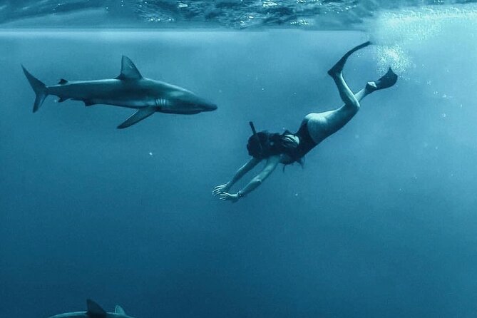Pelagic Shark Dive Tour - What the Haleiwa harbor meeting means