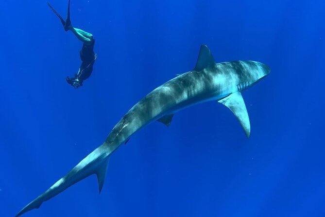 Pelagic Shark Dive Tour - The best time and the right kind of day