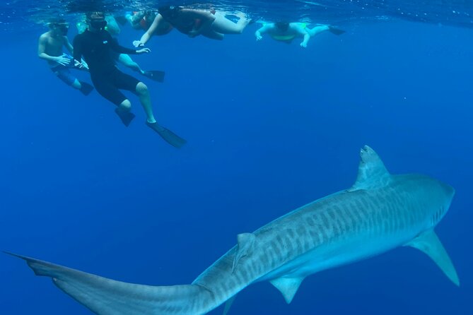 Pelagic Shark Dive Tour - Who should book this North Shore outing