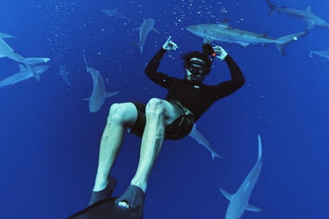 Pelagic Shark Dive Tour - Meeting sharks in open water