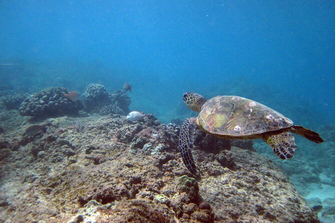 Private 5Hrs Island Tour with 2Hrs Sail and Snorkel with Turtles - Halona Blowhole and the southeast coast