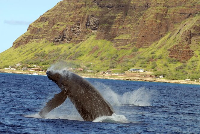 Private and Luxurious Sunset Cruise with Whale & Dolphin Watch - What is included, and what you still need