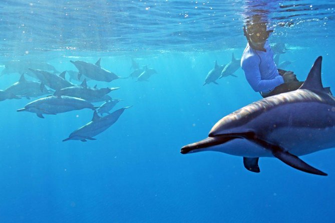 Private Dolphin Swim with Slide for up to 15 Passengers - Key points to know before you book