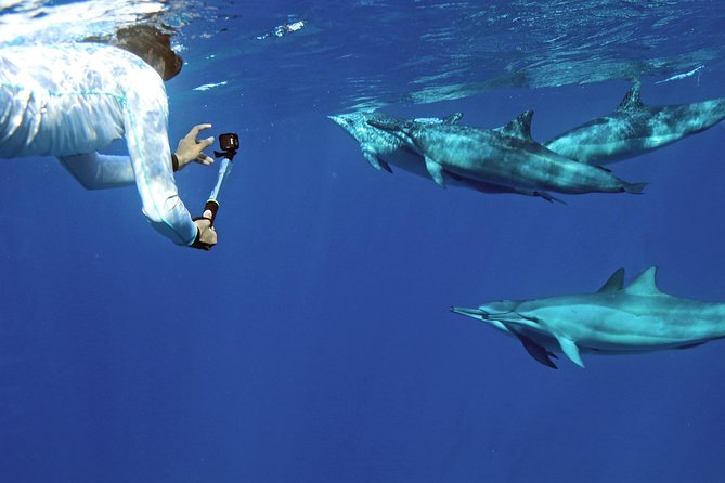 Private Dolphin Swim with Slide for up to 15 Passengers - What the two-hour outing feels like