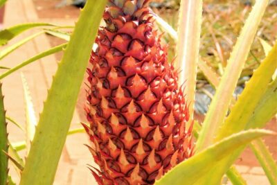 Private Half-Day Circle Island Highlights Tour in Oahu