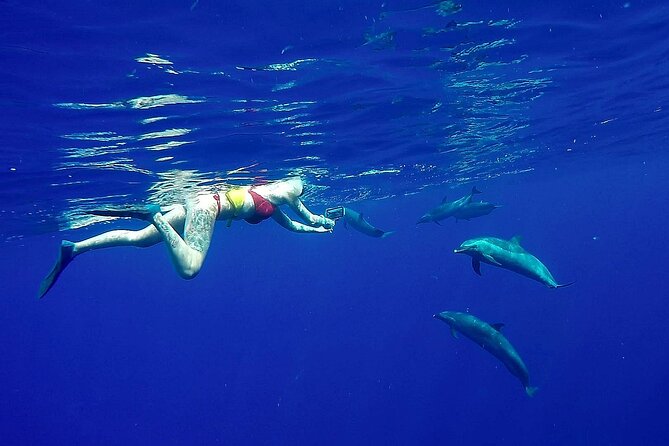 Private Sea’fari Expedition • 8 Guests Included (Expandable) - Why this private sea safari feels different