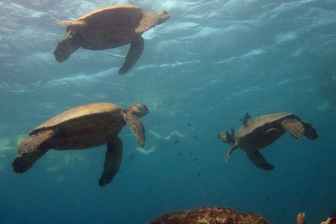 Private Sea’fari Expedition • 8 Guests Included (Expandable) - Kaʻena Point State Park and the open sea