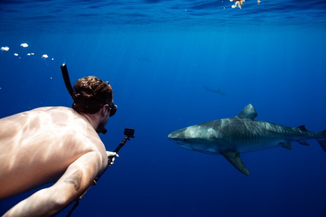 Private Shark Dive, Oahu, Hawaii (6 Guest) - Key points to know before booking