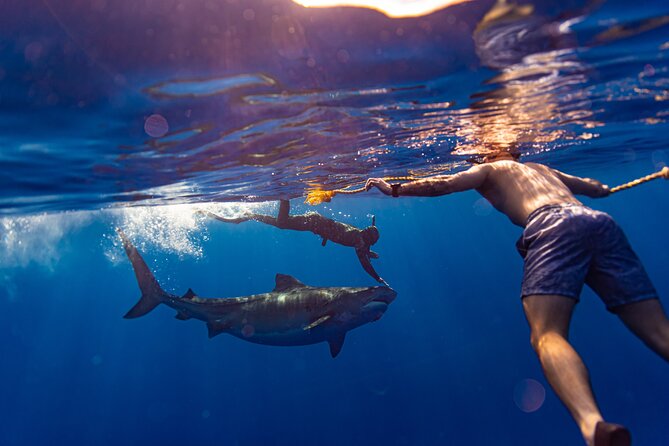 Private Shark Dive, Oahu, Hawaii (6 Guest) - Meeting sharks off Oahu’s north shore