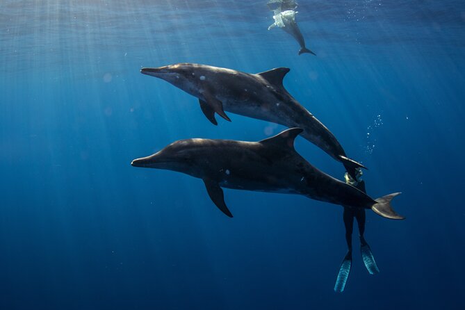 Private Shark Dive, Oahu, Hawaii (6 Guest) - Why the private rate may be good value