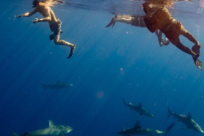Private Shark Dive, Oahu, Hawaii (6 Guest) - Haleiwa as the meeting and return point
