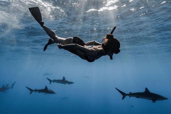 Private Shark Dive, Oahu, Hawaii (6 Guest) - Safety and comfort in open water