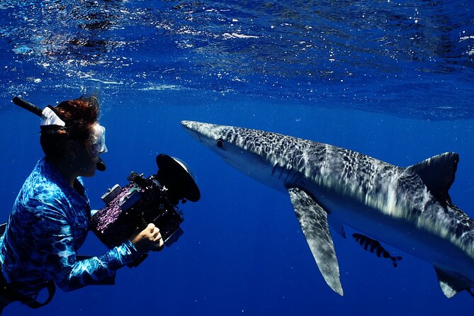Private Shark Dive, Oahu, Hawaii (6 Guest) - The crew and the quality of the experience