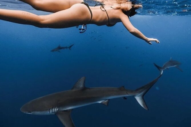 Private Shark Dive, Oahu, Hawaii (6 Guest) - Photos, memories, and the private-group question