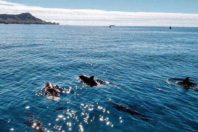 Private Snorkeling and Wildlife on The Adventure Boat - Who gets the most value from this charter