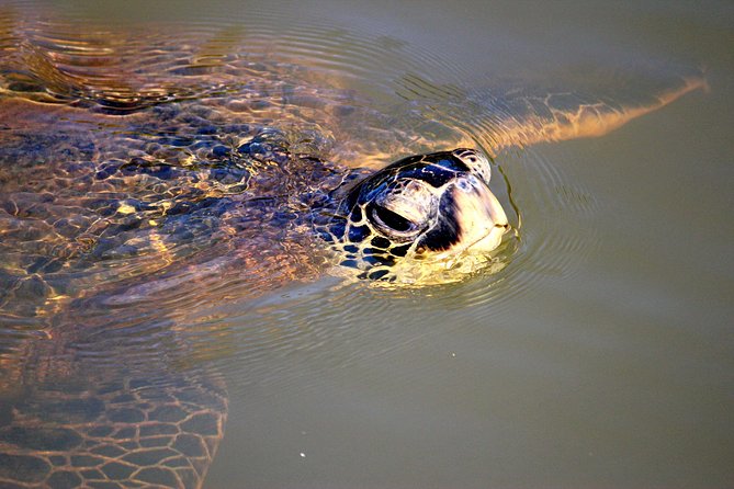Private Stand up Paddle Lesson and Tour (for 1 or more paddlers) - Who will enjoy this North Shore paddle?