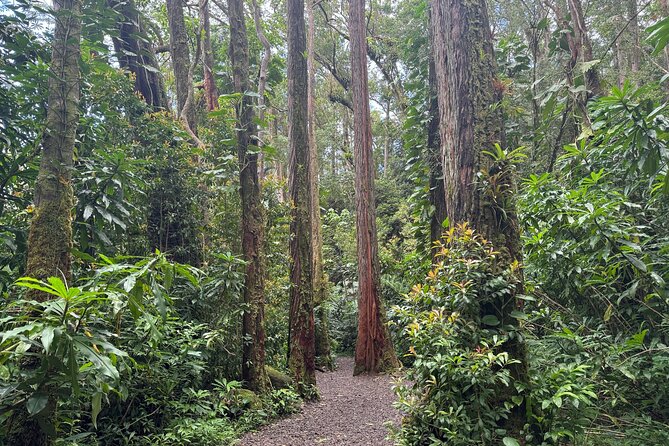 PRIVATE TOUR-Hike Diamond Head & Hawaiian Waterfall - Austin’s guiding style adds more than transportation
