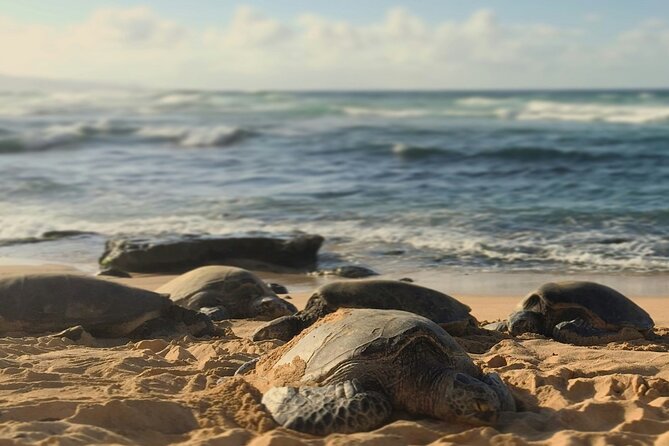 PRIVATE TOUR-Ultimate North Shore Experience - Kawela Bay offers a quieter shoreline stop