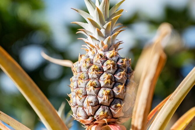 PRIVATE TOUR-Ultimate North Shore Experience - Dole Plantation finishes with a sweet stop