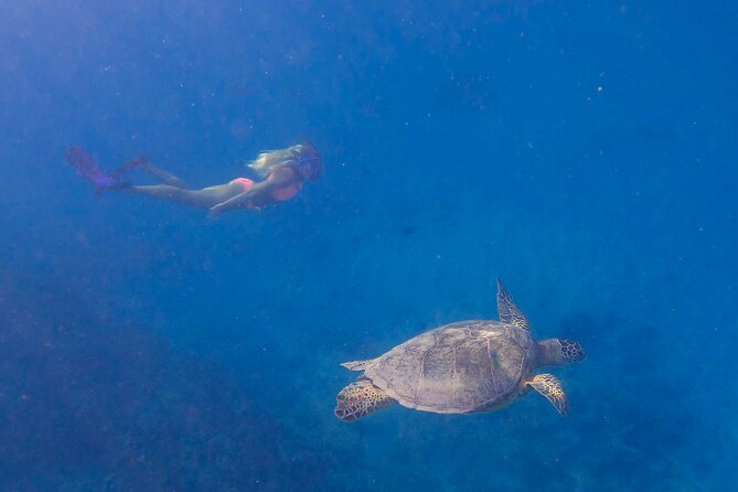 Private Turtle Snorkel & Cruise Waikiki - Turtle Canyon and the search for green sea turtles