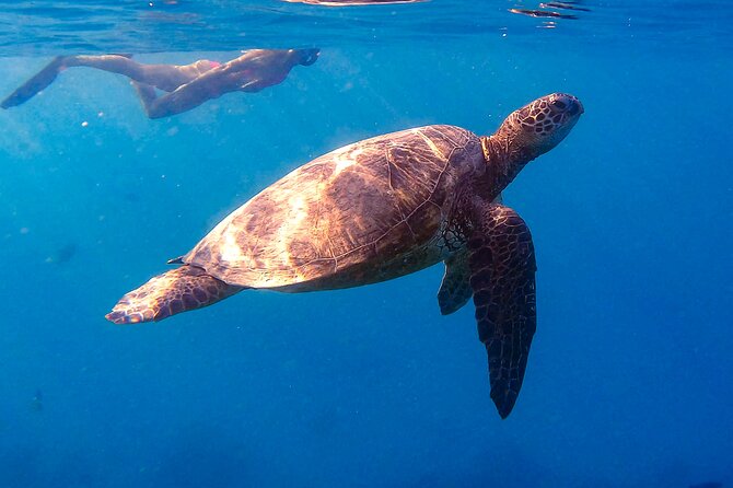Private Turtle Snorkel & Cruise Waikiki - Leaving from Ala Moana Boulevard