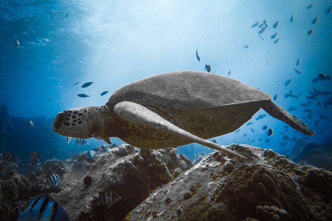 Private Waikiki Boat Charter – Create Your Own Ocean Experience - Snorkeling Near Waikiki With Gear Already on Board