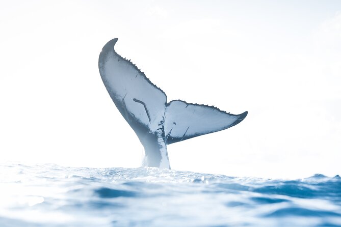 Private Whale Watching Activity: 6 passengers max - Key points to know before you book